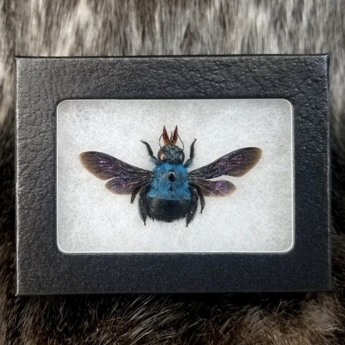 Blue Carpenter Bee
