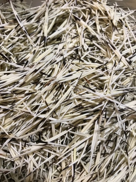 100 Porcupine Quills