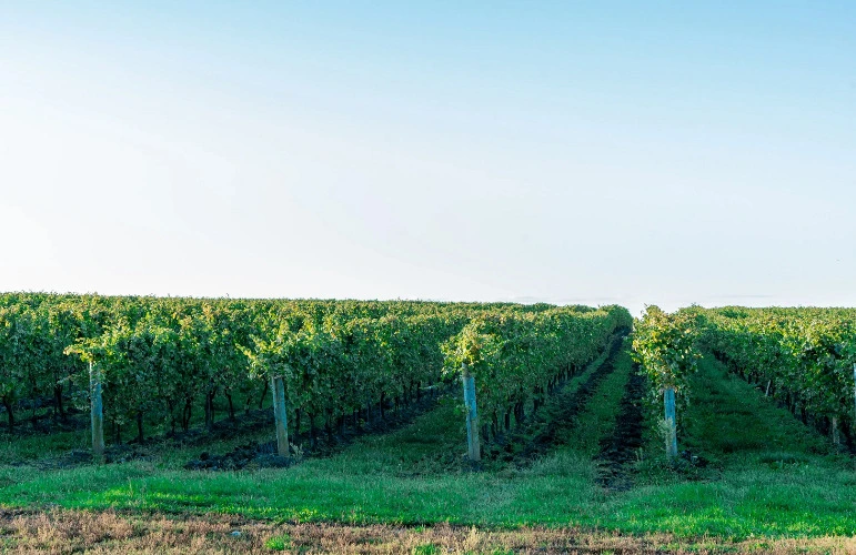 Buy Me a Bottle of Wine