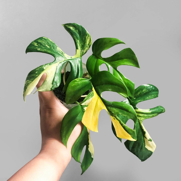 Rhaphidophora Tetrasperma Aurea Variegated