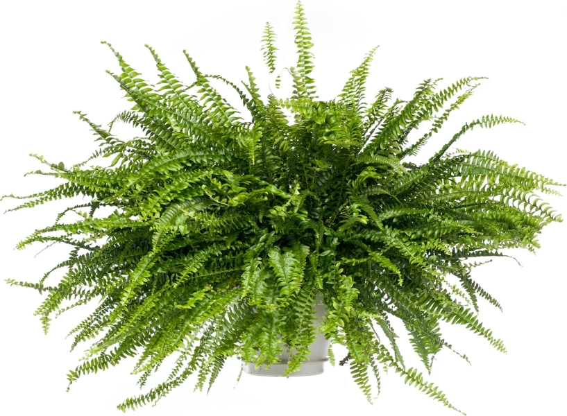 Curly fern (Nephrolepis exaltata 'Green Lady') D 19 H 50 cm