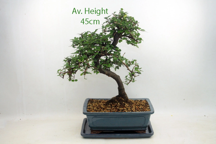 Large Chinese Elm Bonsai Tree Blue Rectangle Pot And Tray - ALL THINGS BONSAI