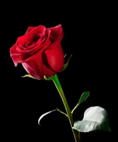 A single rose