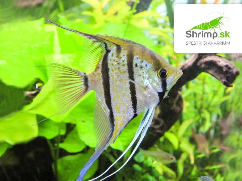 Angelfish Rio Nanay