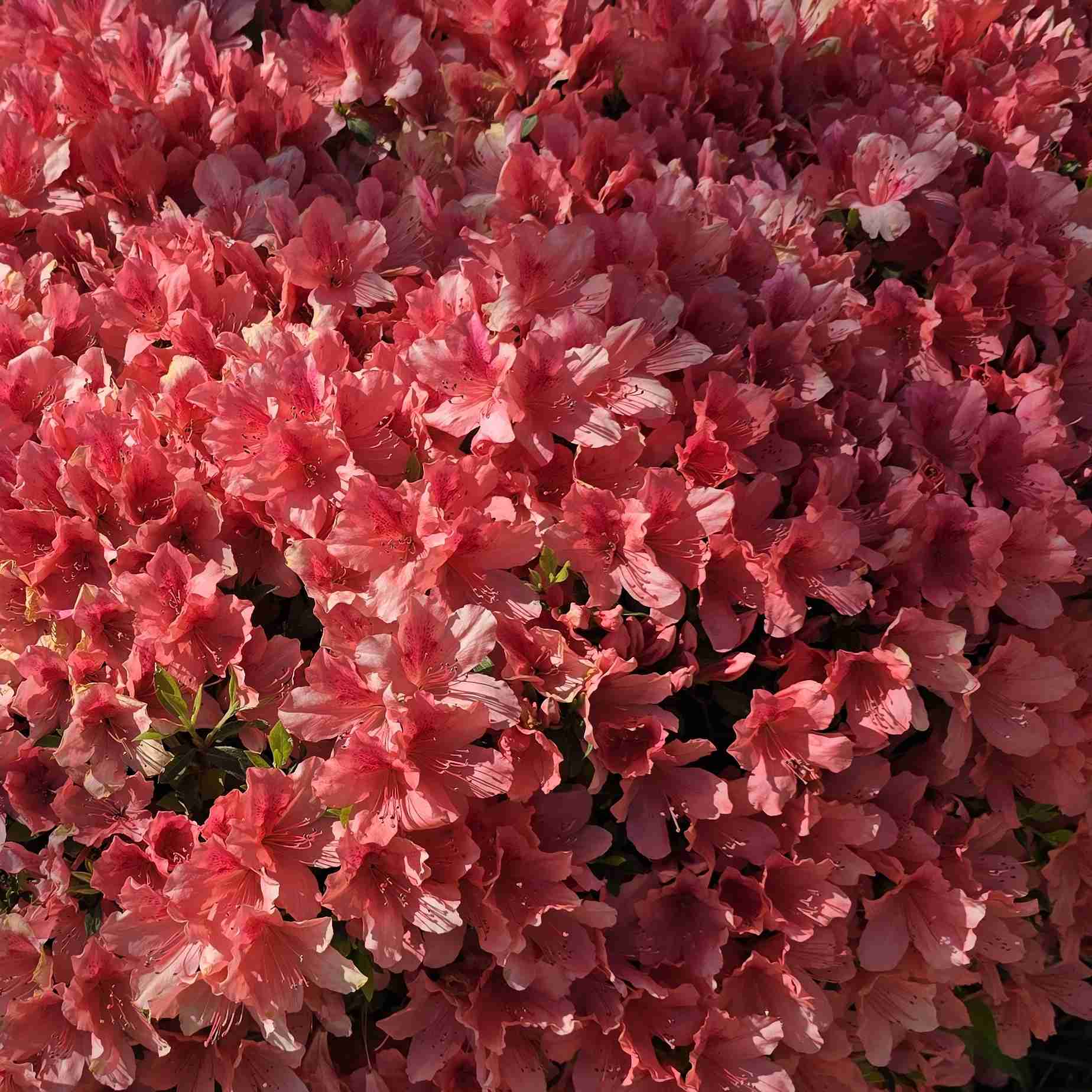 ⛧ Flowers ⛧