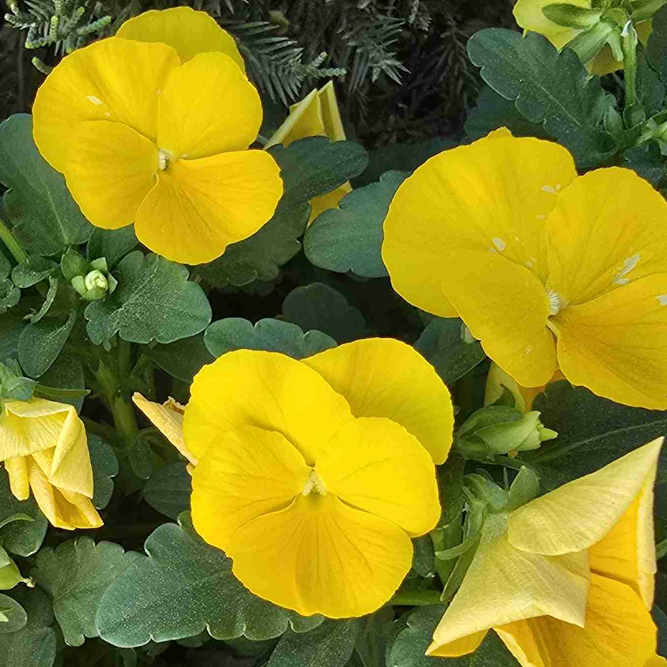 ⛧ Acrylic Nail Kit ⛧