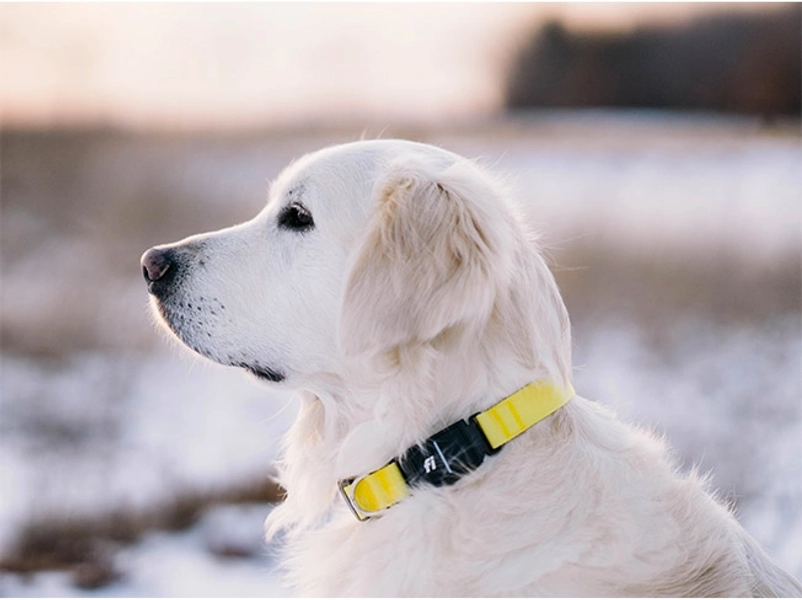 Series 3 Smart Dog Collar and 1 Year Fi Subscription