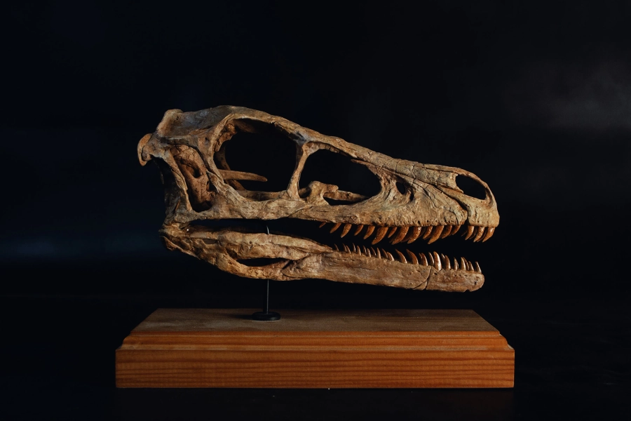 Velociraptor Skull