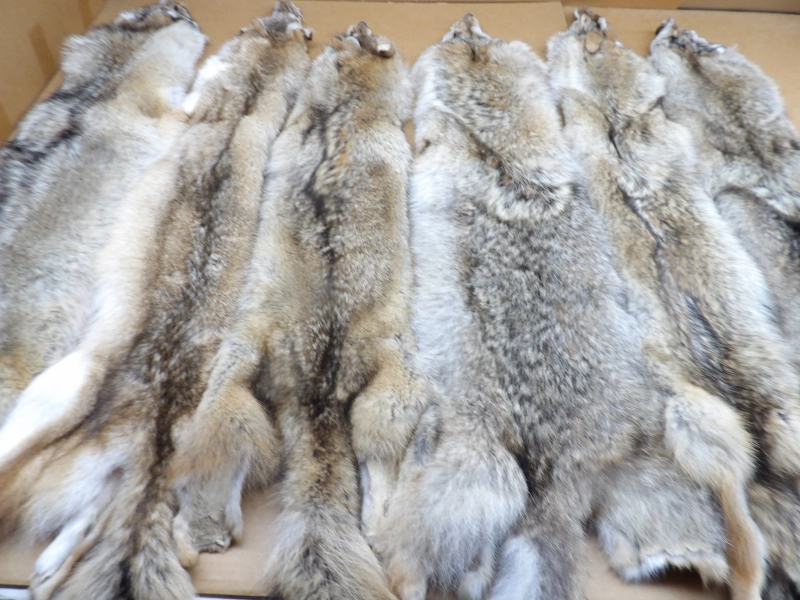 Professionally soft tanned XL Coyote hide/Fur/Cape