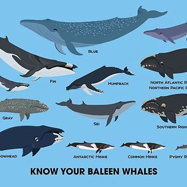 Know Your Baleen Whales | Classic T-Shirt