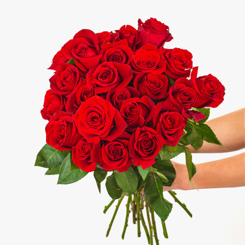 Throne | Comfy neko girl | Splendid Red Roses - Regular Shipping