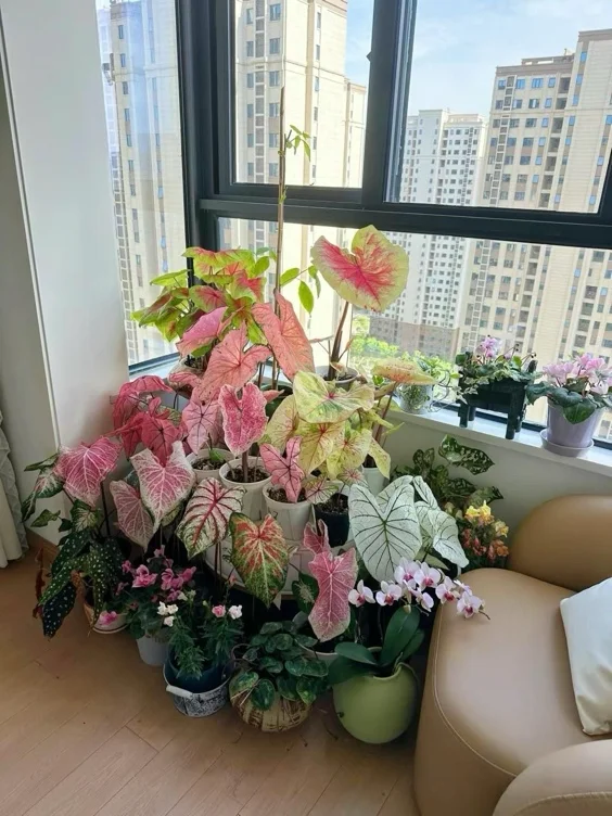 Indoor plant collection 🌿