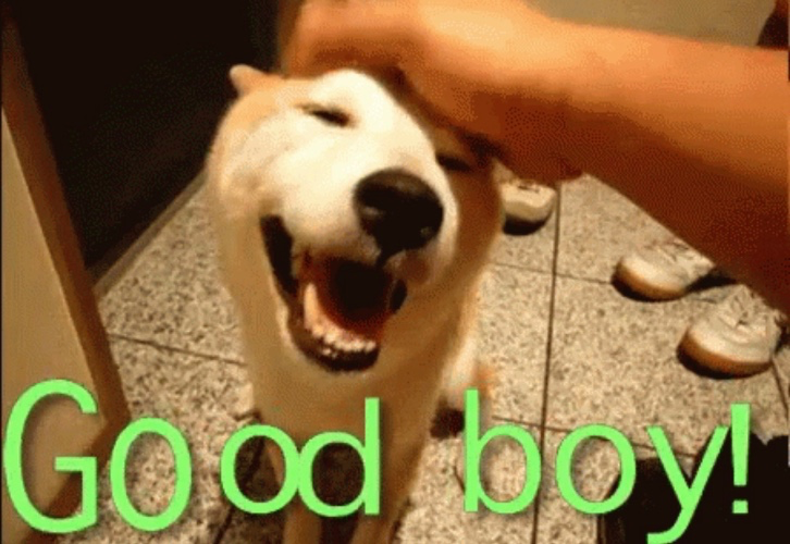 Pet me pls princess 🐶 44