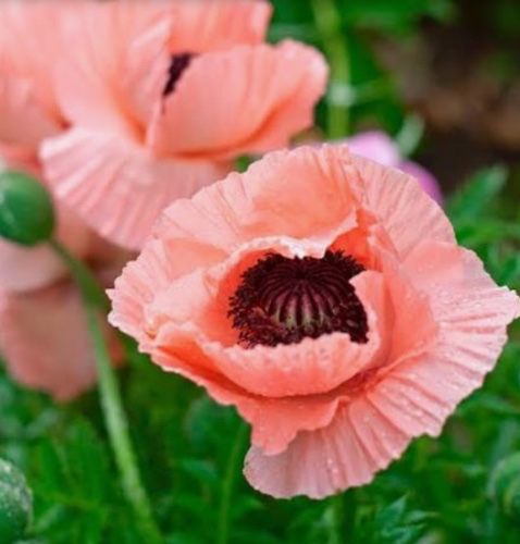 Pink Poppy Flower For My Garden