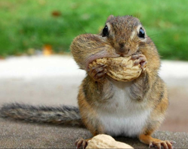 Peanuts For Squirrels