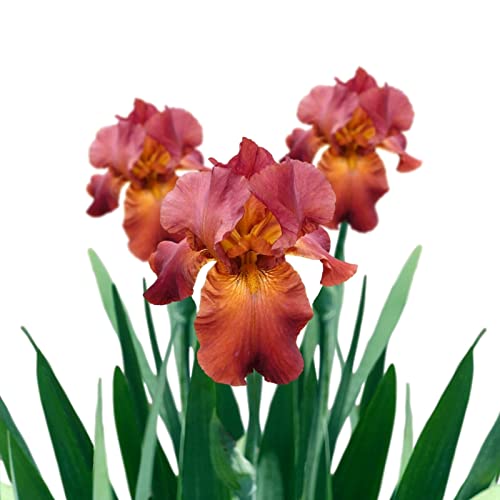 Easy to Grow Bearded Iris Califlora 'My Friend Jonathan' Plant Bulbs Rhizomes (3 Pack) - Red & Orange Flowering Blooms Fall & Spring Gardens - 3 Rhizomes - My Friend Jonathan
