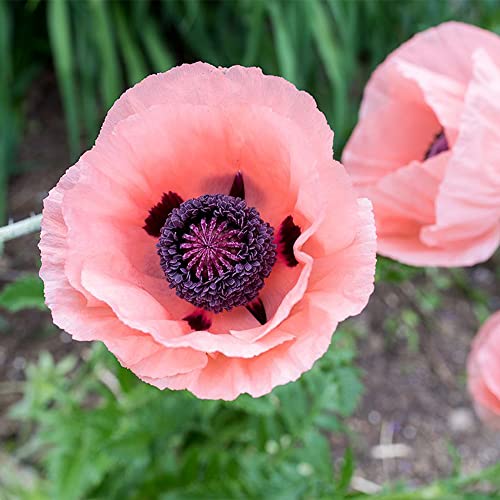 100 Princess Victoria Louise Oriental Poppy Papaver Orientale Striking Flower Seed Perennial Striking Flower Easy to Grow Low-Maintenance- QAUZUY GARDEN
