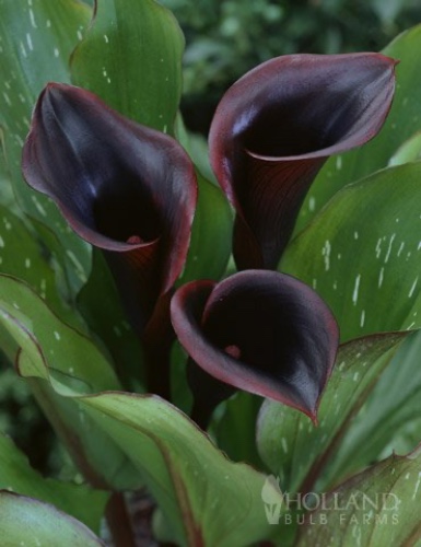 Black Star Calla Lily