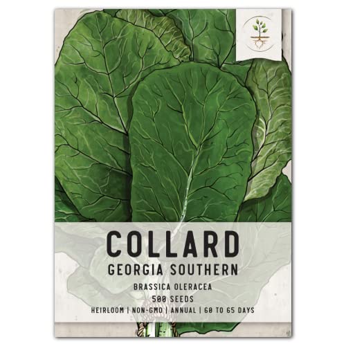 Seed Needs, Georgia Southern Collard Seeds for Planting (Brassica oleracea) Single Package of 500 Seeds - Heirloom, Non-GMO & Untreated