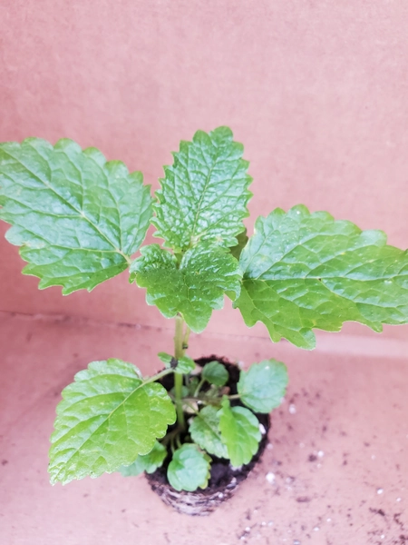 Citronella Balm Starter Plant