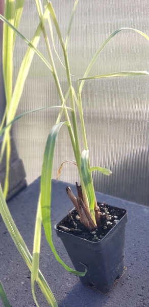 Lemongrass Cymbopogon flexuosus Herbs Rooted Starter Live Plants (1- 2.5" pot)