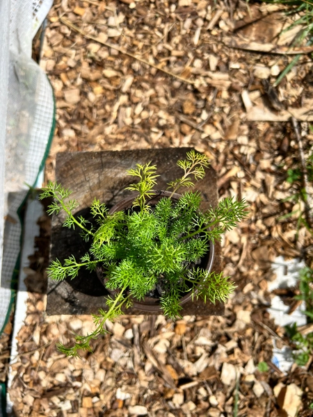 Organic German Chamomile Chamaemelum Nobile Live Starter Plant, Medicinal Herb