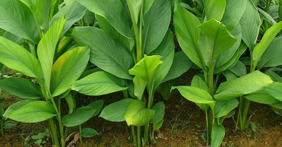 Turmeric rhizomes for planting