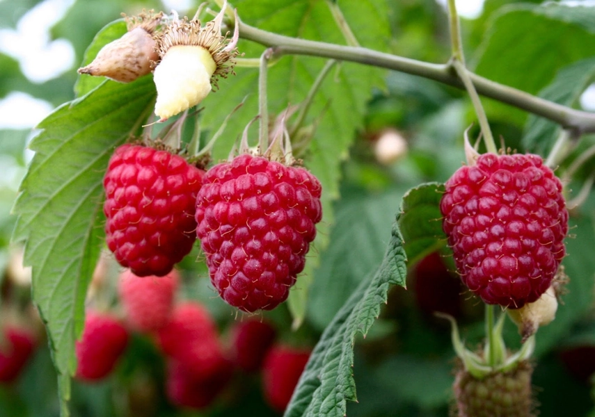 1 Heritage Red Raspberry Plant - NON GMO - Buy 4 Get 1 FREE