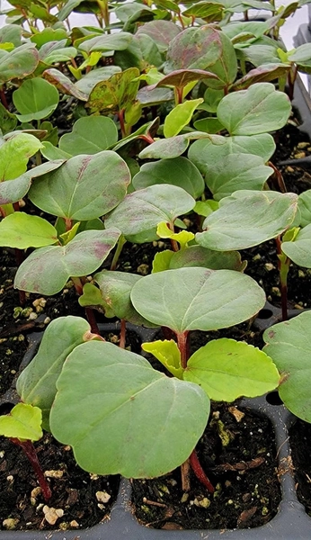 Roselle Hibiscus, Hibiscus Sabdariffa Starter Live Plants (4 Seedlings)