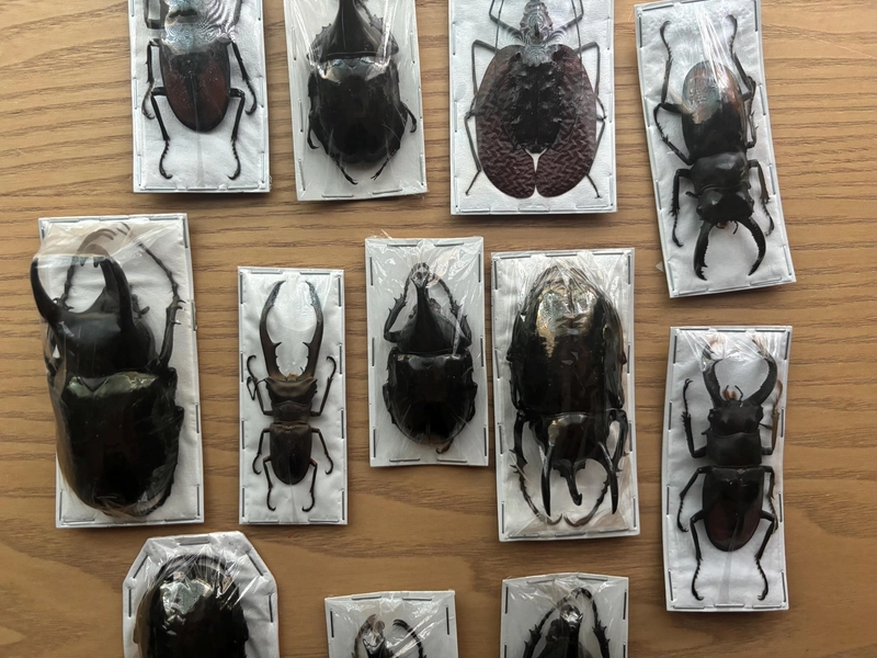 Mixed XL Real Beetles (1.5-3"), Package of 3, Entomology, Real Insects, Insect art, Littlelaurenarts, Beetle Mix, Large Beetle