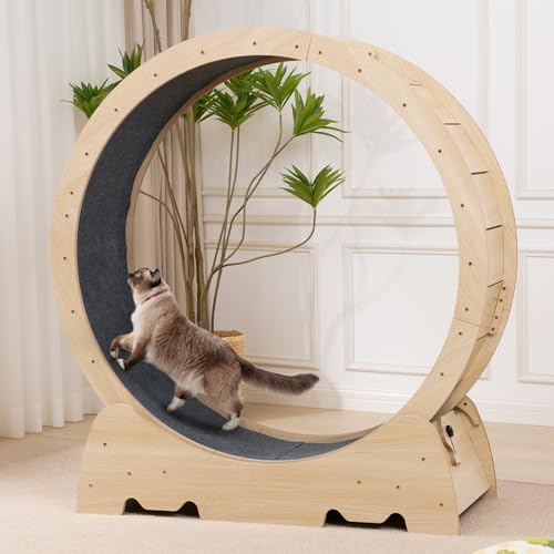 EXQ Home Cat Exercise Wheel for Indoor Cats, Diameter 39.4" Running Wheel with Locking Mechanism, Sturdy Noiseless Treadmill Roller with Carpeted Runway, Loss Weight Device Sports Equipment for Pets - standard