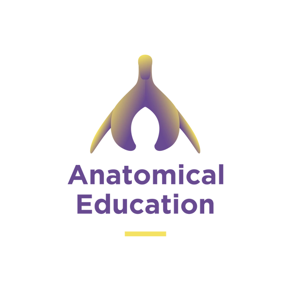 Clitoris Model – Anatomical Education