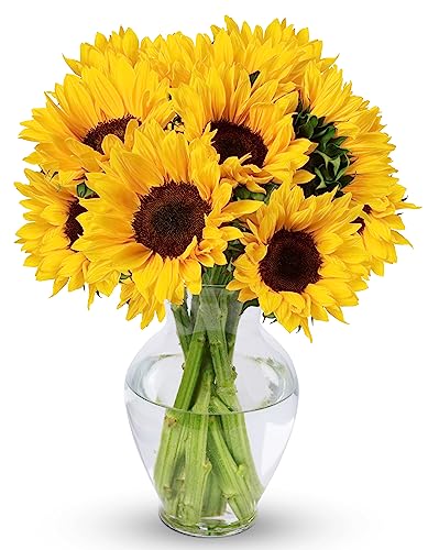 Benchmark Bouquets 10 stem Sunflowers, Next Day Prime Delivery, Fresh Cut Flowers, Gift for Anniversary, Birthday, Congratulations, Get Well, Home Decor, Sympathy, Easter, Mother's Day
