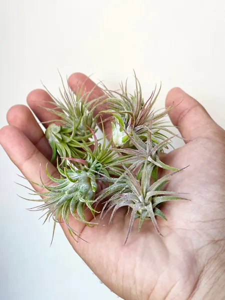 Baby Air Plants