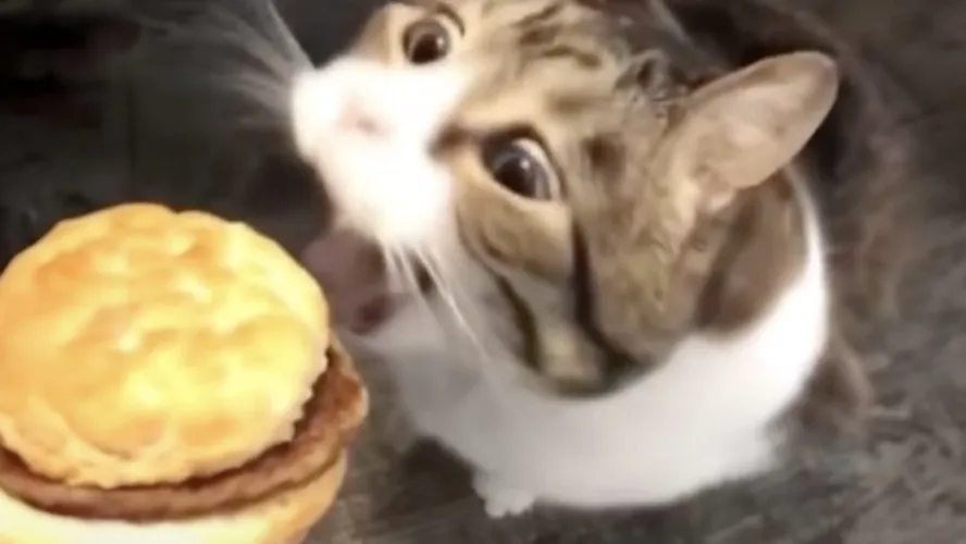 Feed me