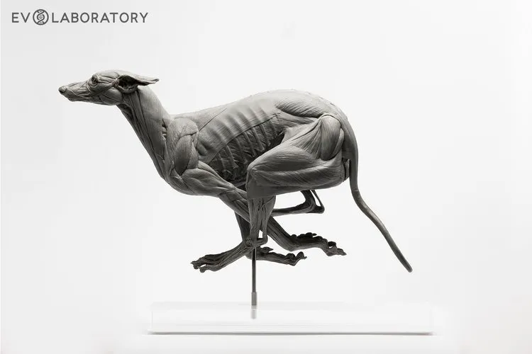 Greyhound 1:6 Anatomy PVC — EVOLABORATORY