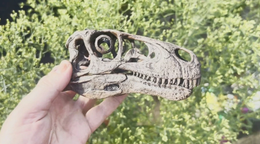 Utahraptor ostrommaysi