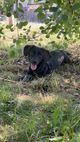 Something tasty for Morcia🐶😋