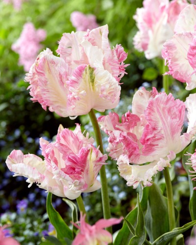 Tulip 'Cabanna' | 60 bulbs