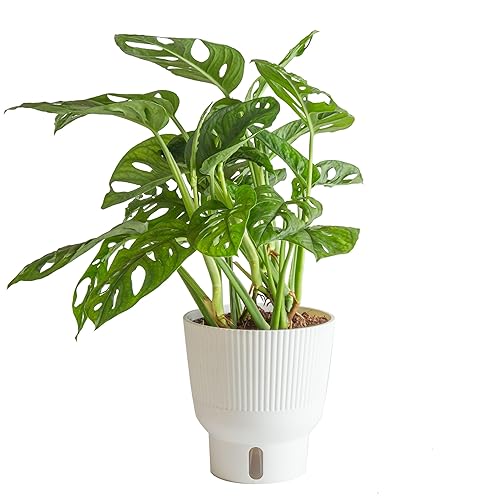 Costa Farms Little Monstera Plant, Easy to Grow Houseplant, Live Indoor Plant Potted in Cute Garden Plant Pot, Potting Soil, Housewarming Gift, Home, Office, and Tropical Room Decor, 12-Inches Tall - Little Swiss Monstera - Indoor Décor Plant Pot - 12-16 Inches Tall