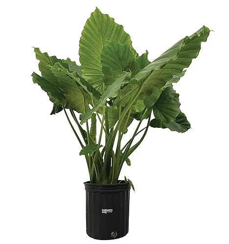 Nature's Way Farms Alocasia California Live Plant 25-30 in. Tall in Grower Pot