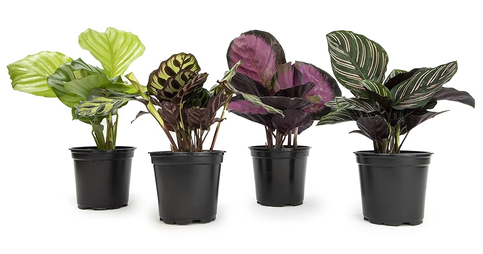 Calathea Prayer Plants Live House Plants Kit (4 PK), Calathea Plant Live Indoor Plants Live Houseplants, Live House Plants Indoors Live Plants Indoor, Live Indoor House Plants Live by Plants for Pets - Plant