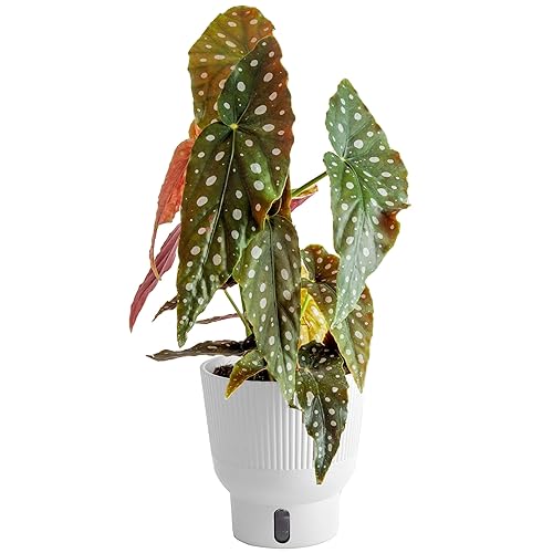 Costa Farms Live Indoor Trending Tropicals Begonia Maculata Plant 15-Inches Tall, White Décor Pot - Begonia Maculata - Indoor Décor Plant Pot - 12-16 Inches Tall