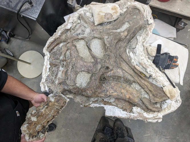 One hour of professional fossil cleaning
