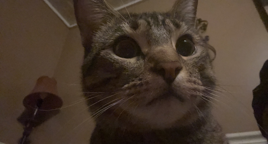 Cat Expenses❤️💕