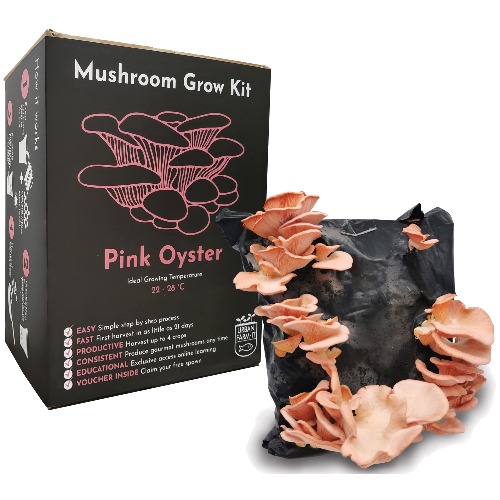 Urban Farm It - Mushroom Growing Kit, XL Oyster Pink (Pleurotus Djamor), Easy to Use and Fast Growing, Harvest up to 4 Yields, Unique Grow Your Own Gardening Gift, Includes Fresh Spawn Voucher