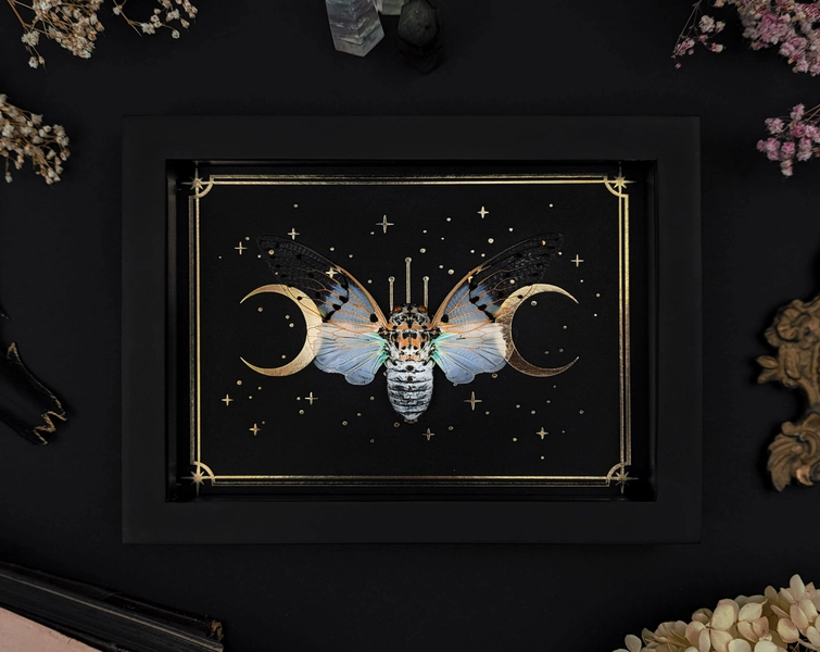 Real framed Ghost Cicada Ayutha spectabilis Shadow Box Frame Insect Display Curiosity Oddity Gothic Witch Home Decor