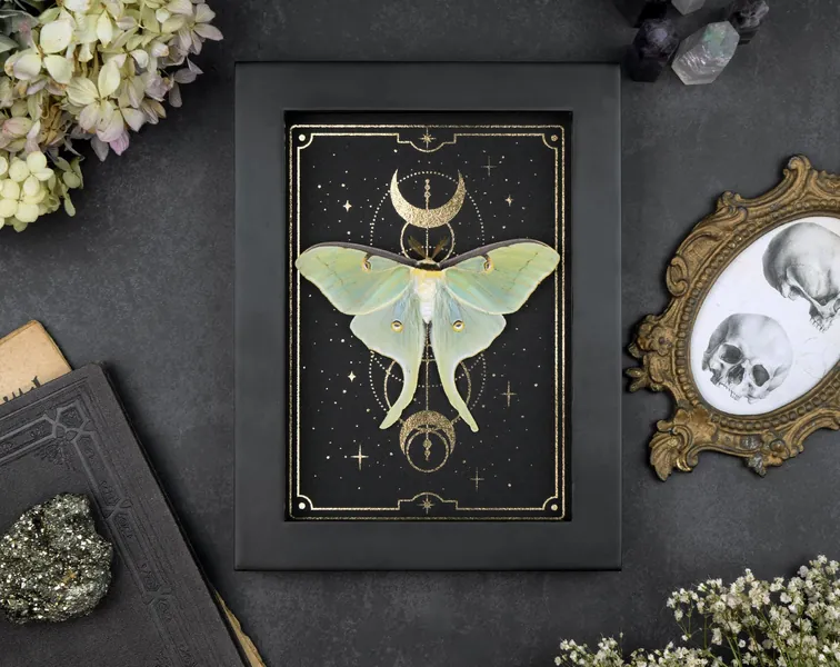 Actias luna Real Moth Moth Frame gold stars Nature Witch Gothic Decoration Photography Curiosity