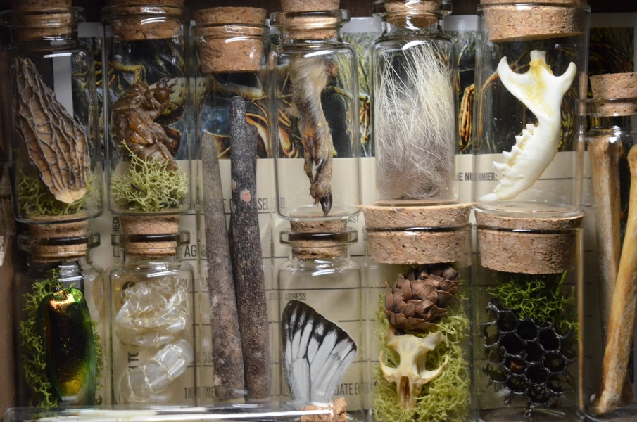 Oddities Mystery Box | Personalized Gifts | Curiosities | Gothic Decor |