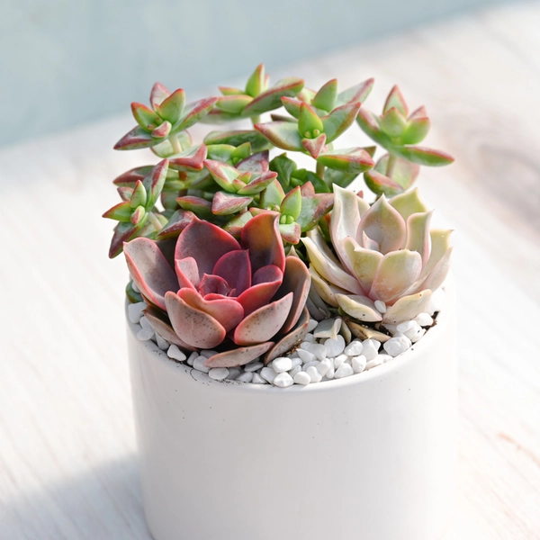 Jubilant Succulent Garden Trio